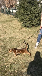 Кожаная шлея WAUDOG Glamour с поводком для кошек и мелких собак 115 см 9 мм Черная (33991) фото от покупателей 5