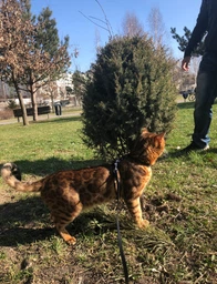 Кожаная шлея WAUDOG Glamour с поводком для кошек и мелких собак 115 см 9 мм Черная (33991) фото от покупателей 2