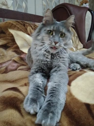 Сухий корм для котів Royal Canin MAINE COON ADULT для котів породи Мейн-кун 2кг фото від покупців 1