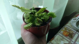 Росток венериної мухоловки. Діонея Floret фото від покупців 1