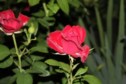 Фотоапарат Canon EOS 4000D BK 18-55 (3011C004AA) фото від покупців 6