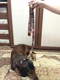Ошейник для Собак BronzeDog Urban Этнический Нейлоновый c Пластиковой Пряжкой Оранжевый 20 мм 30-40 см (51/1385)