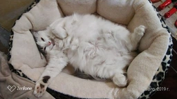Влажный корм Felix для кошек (с курицей в желе) ТМ "Purina One" 85 г (90840) фото от покупателей 10