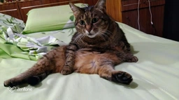 Влажный корм Felix для кошек (с курицей в желе) ТМ "Purina One" 85 г (90840) фото от покупателей 9