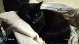 Влажный корм Felix для кошек (с курицей в желе) ТМ "Purina One" 85 г (90840) фото от покупателей 11