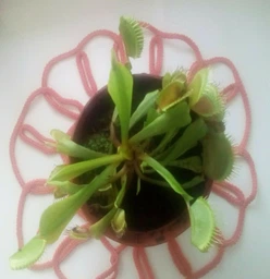 Росток венериної мухоловки. Діонея Floret фото від покупців 1