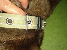 Ошейник х/б тесьма Collar Брезент безразмерный (ширина 25 мм, длина 52 см) (6755Collar) фото от покупателей 7