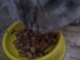 Влажный корм для кошек Purina Gourmet Gold Кусочки в соусе с лососем и курицей 85 г (7613032618674) фото от покупателей 19