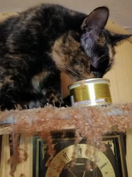 Влажный корм для кошек Purina Gourmet Gold Кусочки в соусе с лососем и курицей 85 г (7613032618674) фото от покупателей 14