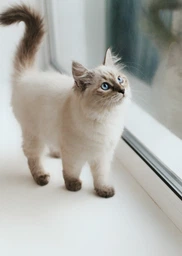 Сухой корм Optimeal для котят, с курицей, 200 + 100 г
