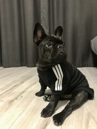 Толстовка для собак Adidog 5XL Рожевий фото від покупців 1