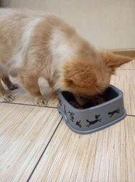 Корм консервований Purina One Mini/Small Adult для собак до 10кг з куркою морквою зеленою квасолею в підливі 85 г (8445290298263) фото від покупців 17