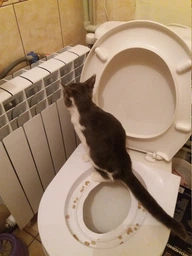 Набор для приучения кошек к унитазу CitiKitty Cat Toilet Training Kit, туалет для кошек, лоток фото от покупателей 8