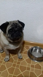 Вологий корм для собак малих порід Purina One з яловичиною картоплею та морквою в підливці пауч 85 г 1 шт (8445290298287) фото від покупців 6