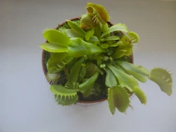 Росток венериної мухоловки. Діонея Floret