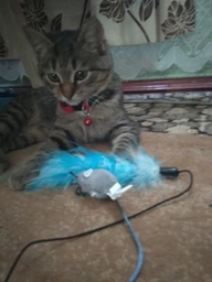 Іграшки Trixie Mouse Іграшка для котів 5 см (8089)