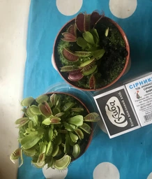 Росток венериної мухоловки. Діонея Floret