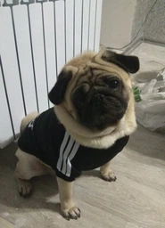 Толстовка для собак Adidog 5XL Рожевий