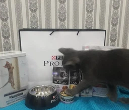 Консервированный корм Purina Pro Plan Veterinary Diets Delicate NutriSavour with Turkey in gravy Кусочки с индейкой для кошек с чувствительным пищеварением 85 г (7613287107848) фото от покупателей 9