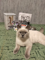 Вологий корм для кошенят Purina Pro Plan Kitten з куркою 85 г (8445290673688)