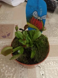 Росток венериної мухоловки. Діонея Floret