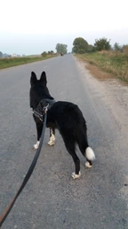 Шлея Collar Dog Extreme Police №4 с фонариком В:75-100 см Красная (07073Collar) фото от покупателей 2