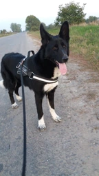 Шлея Collar Dog Extreme Police №4 с фонариком В:75-100 см Красная (07073Collar) фото от покупателей 3