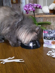 Консервированный корм Purina Pro Plan Veterinary Diets Delicate NutriSavour with Turkey in gravy Кусочки с индейкой для кошек с чувствительным пищеварением 85 г (7613287107848) фото от покупателей 3