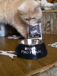 Вологий корм для стерилізованих котів Purina Pro Plan Sterilised Пуріна Проплан з куркою в підливці пауч 85 г 26 шт (7613036092852) фото від покупців 18