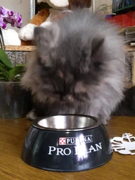 Консервированный корм Purina Pro Plan Veterinary Diets Delicate NutriSavour with Turkey in gravy Кусочки с индейкой для кошек с чувствительным пищеварением 85 г (7613287107848) фото от покупателей 7
