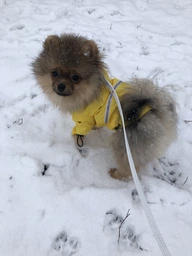 Дощовик з капюшоном для собак Noblepet Moss Blue, одяг для собак унісекс, M-Long (M4106/M-Long-Blue)