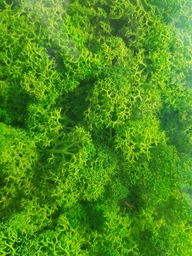 Стабилизированный мох ягель Nordic moss Зеленый травяной светлый 0,5 кг фото от покупателей 8