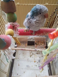 Корм для средних попугаев Versele-Laga Prestige Cockatiels зерновая смесь 1 кг (5410340218808) фото от покупателей 14