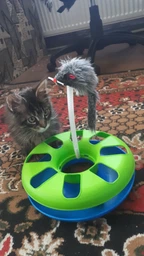 Іграшка для котів Trixie Трек ігровий з мишкою «Crazy Circle» d:24 см, h:29 см фото від покупців 1