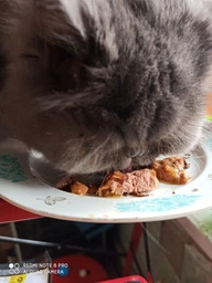 Влажный корм для кошек Purina Gourmet Gold Двойное удовольствие с кроликом и печенью в соусе (12х85г) фото от покупателей 5