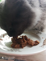 Влажный корм для кошек Purina Gourmet Gold Двойное удовольствие с кроликом и печенью в соусе (12х85г) фото от покупателей 6