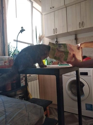 Корм сухий для кошенят від 1 місяця до 1 року Carpathian Pet Food Kittens курка та риба 12 кг