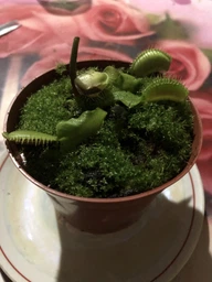 Росток венериной мухоловки. Дионея Floret фото от покупателей 3