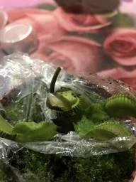 Росток венериной мухоловки. Дионея Floret фото от покупателей 1
