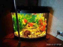 Аквариумный комплект Zoocool ЕКО овальнийьный (крышка Миньйон) 600-300-500 (90л) 5мм