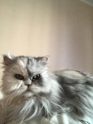 Сухой корм для кошек Purina Friskies Indoor с курицей и овощами 1.5 кг (7613031341887) фото от покупателей 10