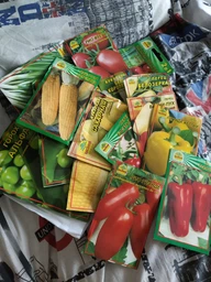 Насіння кукурудза Цукрова 20 г (Насіння країни)
