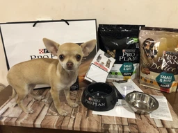 Сухой корм Purina Pro Plan Small & Mini с лососем для собак малых пород с чувствительной кожей 700 г