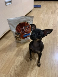 Сухий корм Purina One Mini/Small Junior для цуценят дрібних порід з куркою і рисом 800г.(7613035027022) фото від покупців 10