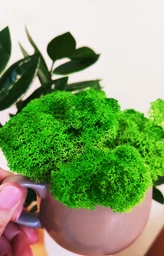 Стабилизированный мох ягель Nordic moss Зеленый травяной светлый 100 грамм фото от покупателей 1