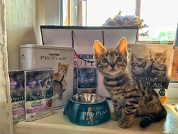 Консервированный корм Purina Pro Plan Veterinary Diets Delicate NutriSavour with Turkey in gravy Кусочки с индейкой для кошек с чувствительным пищеварением 85 г (7613287107848) фото от покупателей 2