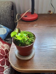 Росток венериной мухоловки. Дионея Floret фото от покупателей 1