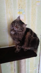 Сухий корм для кішок Royal Canin INDOOR LONG HAIR для домашніх довгошерстих кішок 2кг