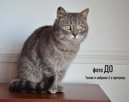 Сухий корм Carnilove Cat Sterilised для стерилізованих котів, ягня та кабан, 6 кг фото від покупців 12
