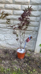 Японский клен (Japanese maple) Atropurpureum, 70-90 см, объем горшка 3л (RG001)